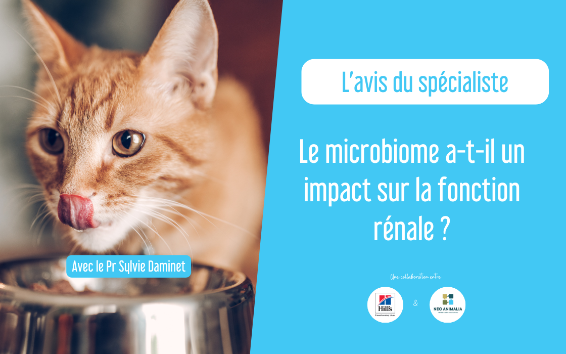 Le microbiome a-t-il un impact sur la fonction rénale ?