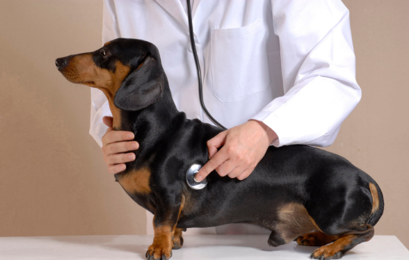 ID1127 - Examen clinique et auscultation de l&rsquo;animal cardiaque - Edition 1 