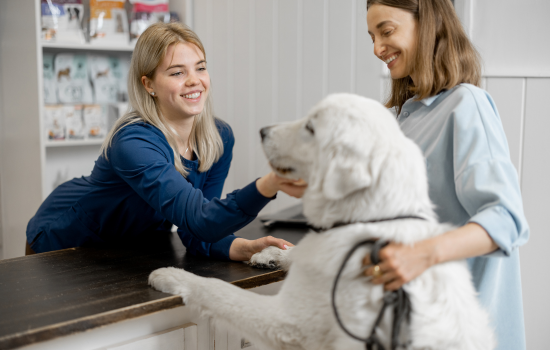 ID1125 - Je suis ASV et je propose un accueil à ... 200.000 € - Veterinexpo