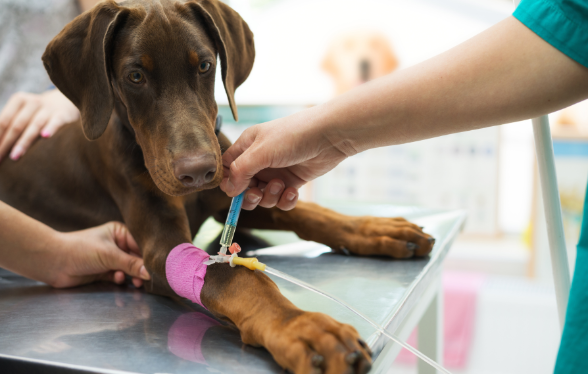 ID1137 - Parcours didactique en m&eacute;decine interne - Edition 2