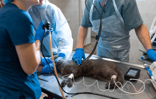 ID1138 - Techniques d'endoscopie digestive et respiratoire - &Eacute;dition 3