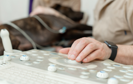 ID1142 - Cycle en &eacute;chocardiographie canine - &eacute;dition 10