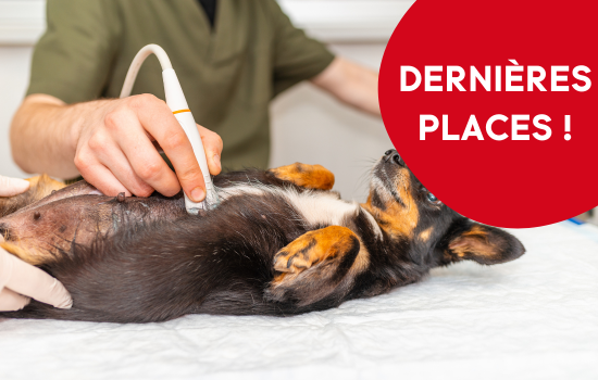 ID1123 - Parcours Didactique en &Eacute;chographie Abdominale du Chien et du Chat - &Eacute;dition 26	