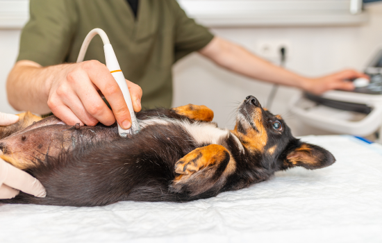 ID1149 - Parcours Didactique en &Eacute;chographie Abdominale du Chien et du Chat - &Eacute;dition 27